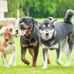 Top Dog Parks in Nashville: A Pup’s Guide to the Best Play Spots