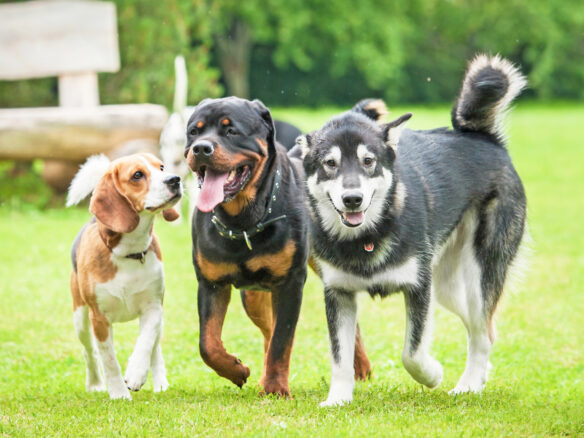 Dogs having fun playing in a Nashville Dog Park.